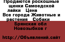 Продаются роскошные щенки Самоедской лайки › Цена ­ 40 000 - Все города Животные и растения » Собаки   . Брянская обл.,Новозыбков г.